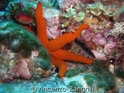 Shy Marine Star taken in Sardinia. Depth ca.32 M by Vincenzo Zangrilli 